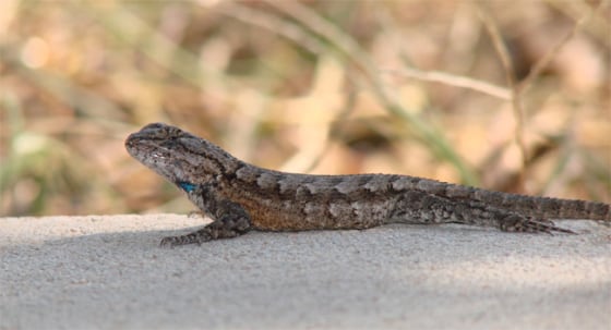Image: A fence lizard