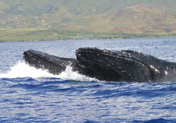 Image: Competing humpback whales