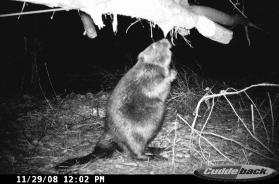 Image: A beaver at a Detroit Edison riverfront plant