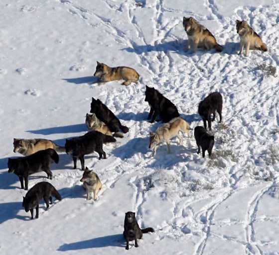Image: Gray wolves