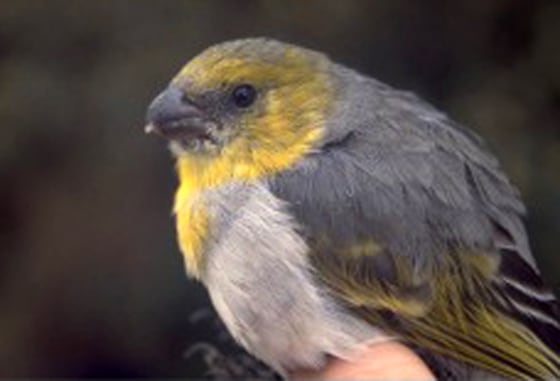 Image: The endangered palila