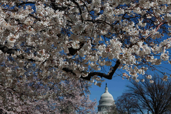 Cherry blossom trees bloom on the National Mall near the Capitol in Washington, on Monday, March 23, 2009. The city's annual Cherry Blossom Festival, whose trees along the tidal basin are largely still budding, begins on Saturday March 28, 2009. (AP Photo/Jacquelyn Martin)