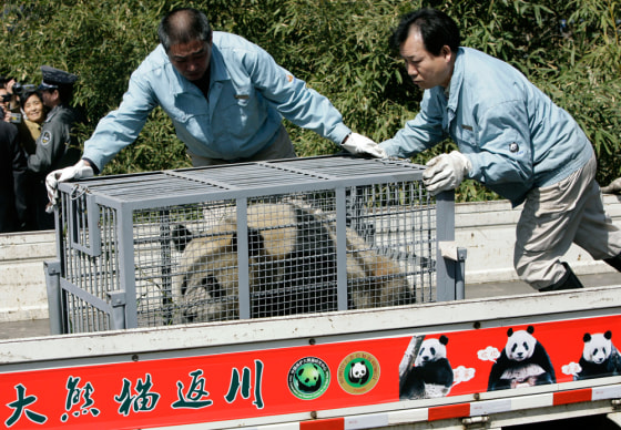 Image: A giant panda is placed in a vehicle for transfer out of Beijing Zoo