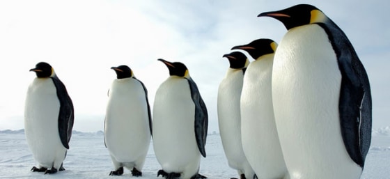 Only a few brave souls inhabit the poles. Credit: Glenn Grant, National Science Foundation