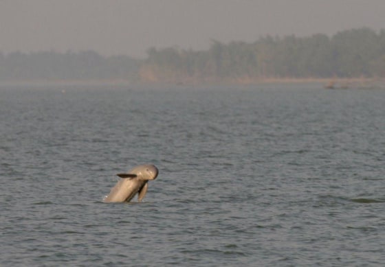 This Irrawaddy dolphin was among the thousands spotted by researchers off Bangladesh.