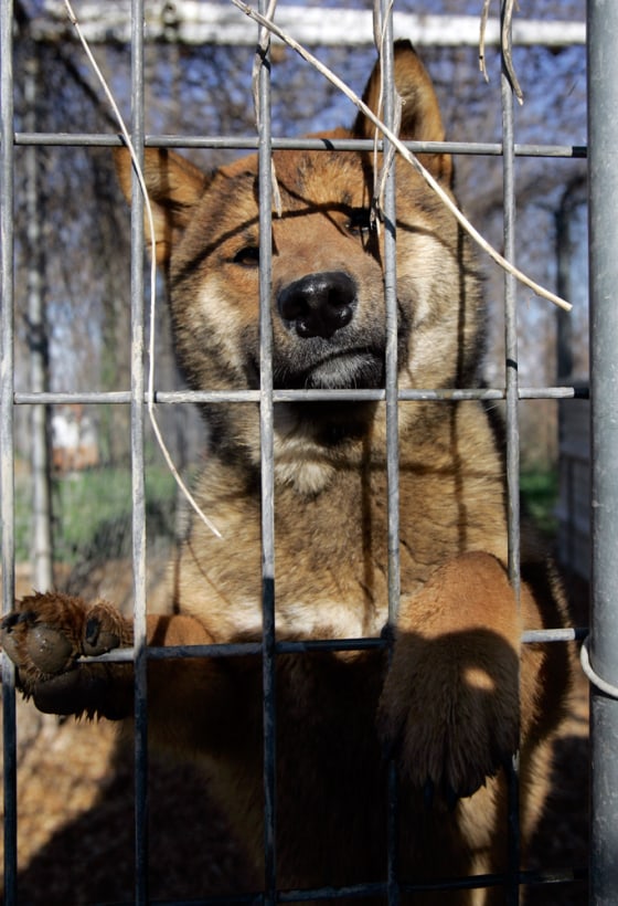 Image: A dog is seen at Magic Theater Kennel