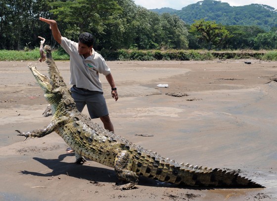 Image: Juan Carlos Buitrago feeds a piece of chicken to a male crocodile