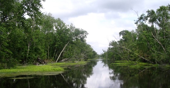 Image: Jean Lafitte Swamp