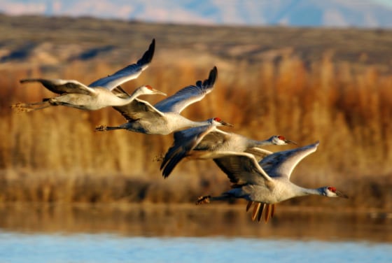Image: Sandhill Cranes