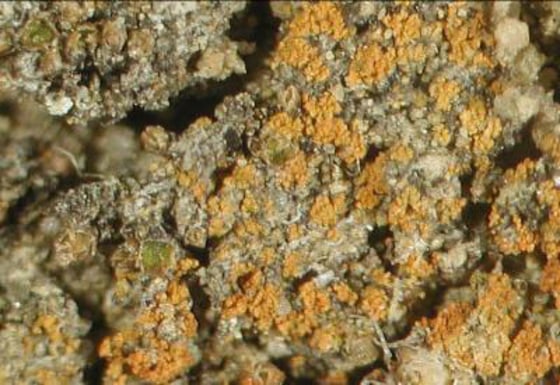 Image: Caloplaca obamae