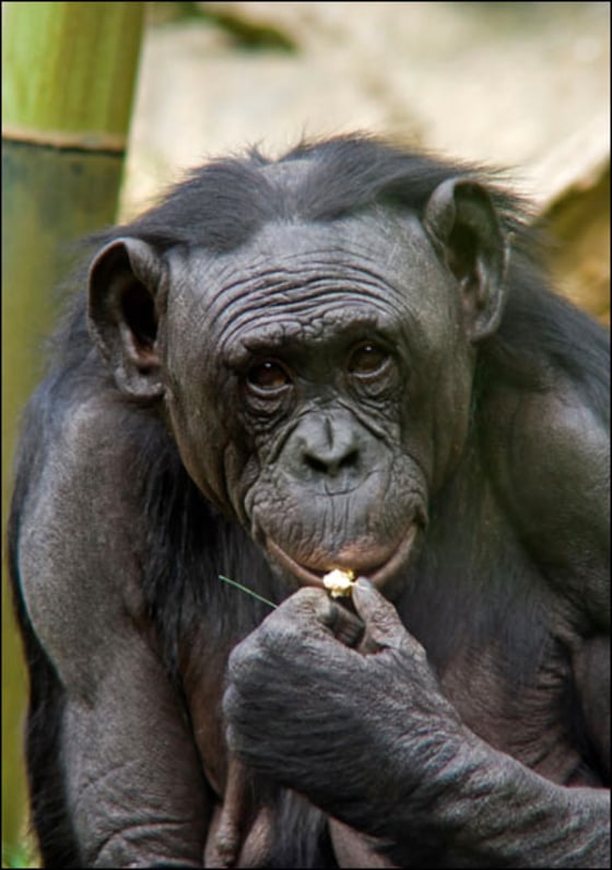 Image: bonobo