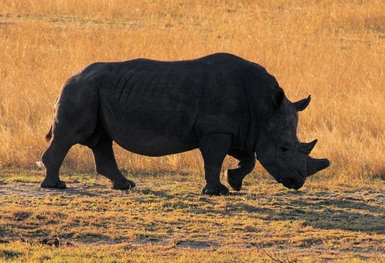 This white rhino in Zimbabwe’s Hwange National Park is among those that have had their horns clipped so as not to attract poachers.