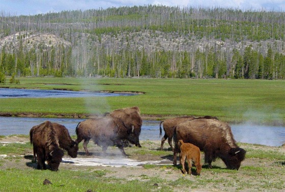 Image: Bison near a hot spring in Yellowstone