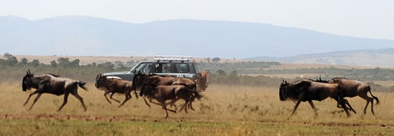Image: Tourists watch a herd of Wildebeest run through a field