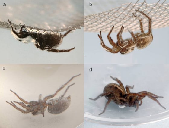 Image: reanimated spiders