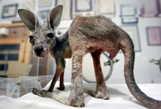 Image: A baby kangaroo named Tijana