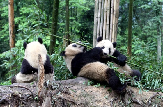 Image: Pandas meet the public before going to Beijing