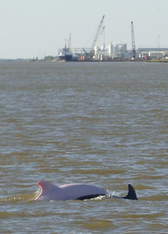 An albino dolphin, left, swims next to darker dolphin in the lower Calcasieu Ship Channel south of Lake Charles, La. Biologist say albino dolphins are rare — the Lake Charles animal is just the 14th reliably reported worldwide, and the third in the Gulf of Mexico.