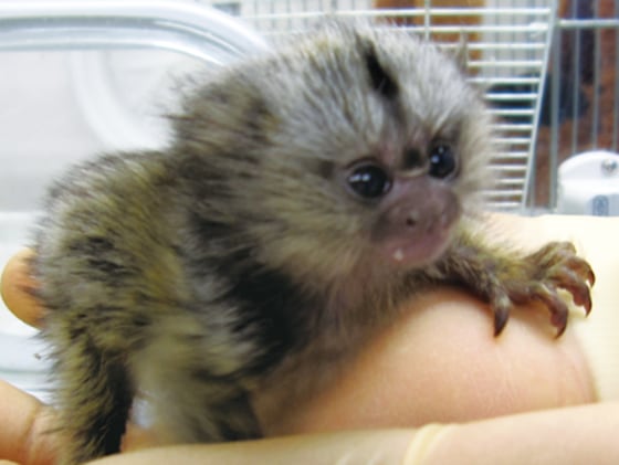 Image: Marmoset