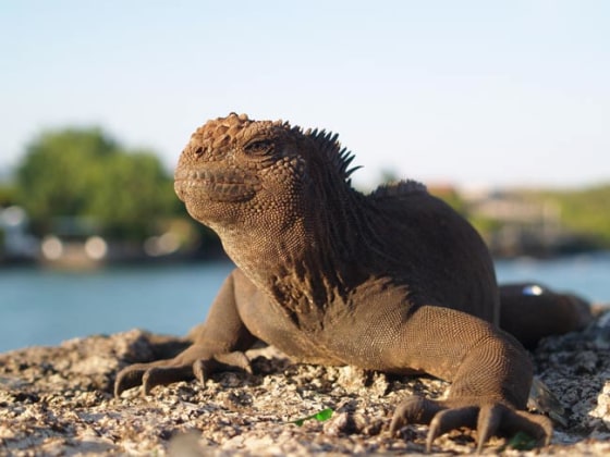 A marine iguana in the Galapagos.