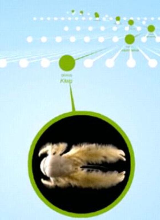 Image: Encyclopedia of Life