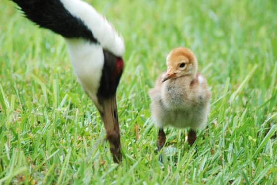 Image: white-naped cranes