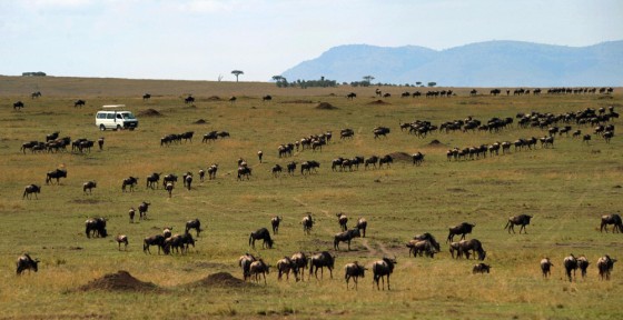 Image: Tourists riding a safari tour vehicle
