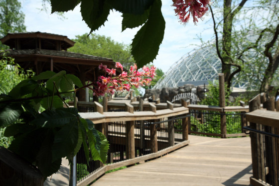Image: Children's garden at Missouri Botanical Garden