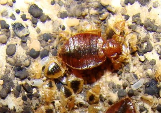 Bed bugs, tiny reddish-brown insects last seen in great numbers prior to World War II, are on the rebound. Scientists are using the bed bug's own alarm pheromones as a method of control. The research may add to the arsenal of tools for fighting the nuisance.