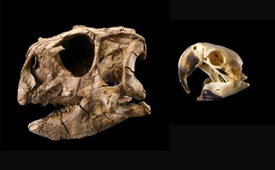 Image: Dinosaur and parrot skulls