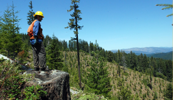 Image: omakotsi Restoration Project crew supervisor Aaron Nauth stands on the stump of a centuries old tree and looks over an old clearcut