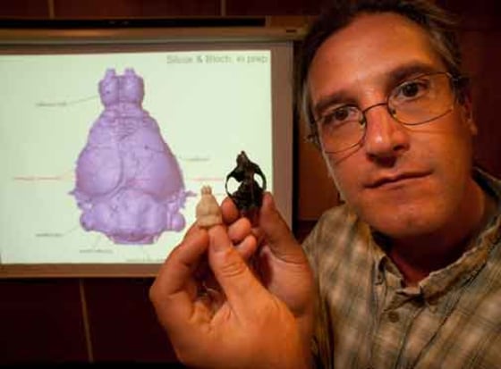 Image: Paleontologist and skulls