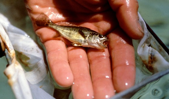 Image: Sea bass