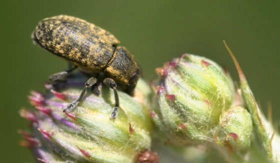 Image: musk thistle head weevil