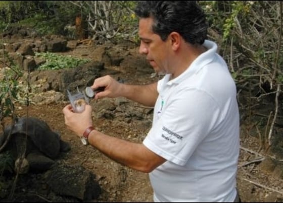 Edgar Muñoz, director of the Galapagos National Park, measures one of the five eggs laid by one of Lonesome George's companions.
