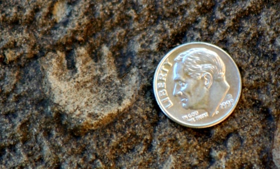 Image: small fossil mammal footprint