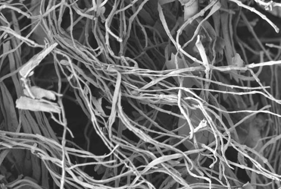 Image: Chicken feather fibers