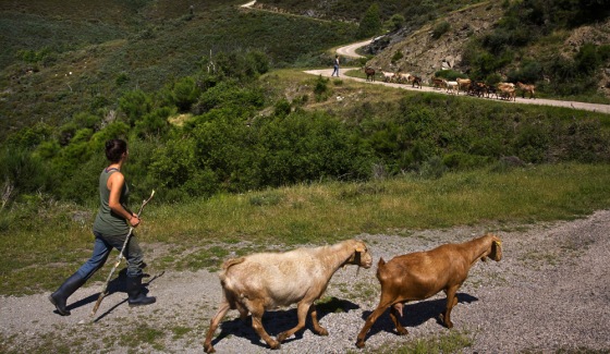 Image: An American traveler works on a farm in Spain