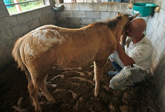 Image: Richard Couto, horse slaughter