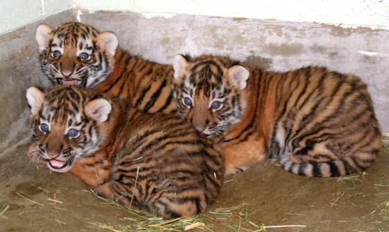 Endangered tiger cubs make debut at Utah zoo