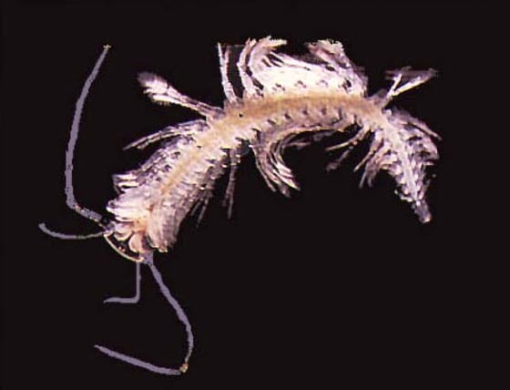 A crustacean that has fangs connected to secretory glands, from the stygofauna at Cape Range, Western Australia. This is a very primitive group of crustaceans, previously only known from the northern hemisphere. It is is one of 850 new species underground in the Australian Outback. 