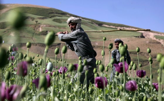 Image: Afghan, opium crop