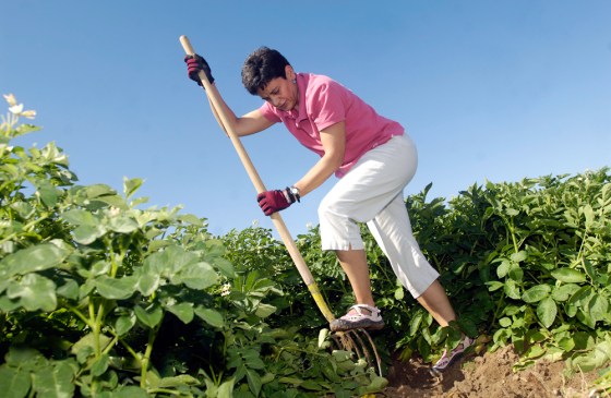 Image: Tina Brandt, Yukon Gold potato plants