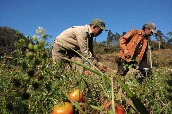 Image: Self-employed Cuban farmers harvest tomatoes