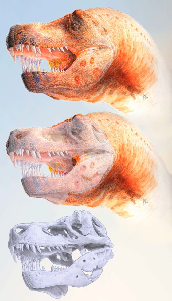 A reconstruction of the Trichomonas-like infection of the T. rex commonly known as "Peck's Rex." Note the yellowing at the back of the mouth and the lesions in the jaw that penetrate the full thickness of the bone.