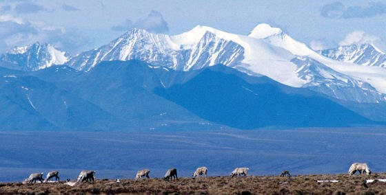 Image: Caribou graze