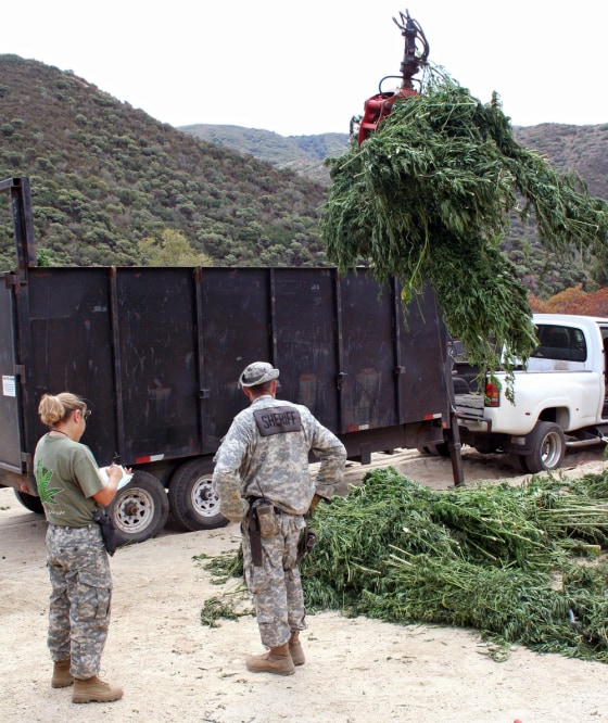 Image: Marijuana eradication operation in the Angeles National Forest