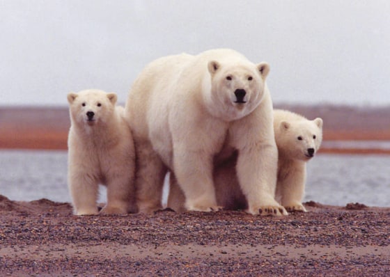 Alaska's North Slope is shared by natives, oil rigs and polar bears such as this mom and her cubs. It and other areas along and off Alaska are likely to get "critical habitat" designation for the bears.