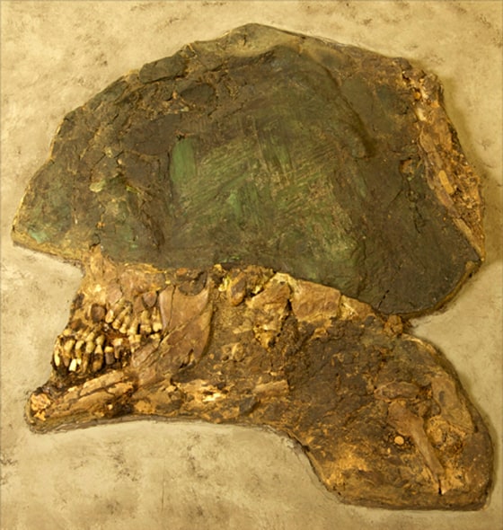 Image: A flattened human head , its teeth the only recognizable feature.