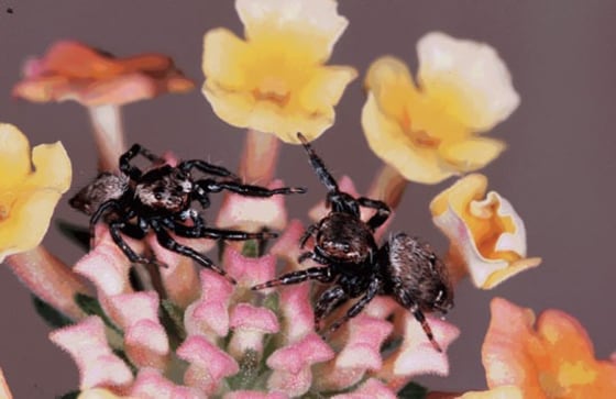 Image: A male and female jumping spider